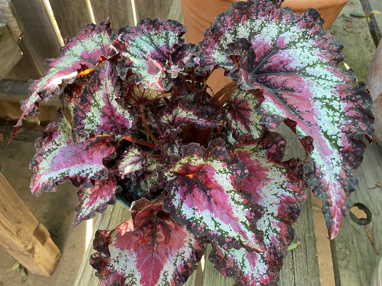 B. ‘Odissi’